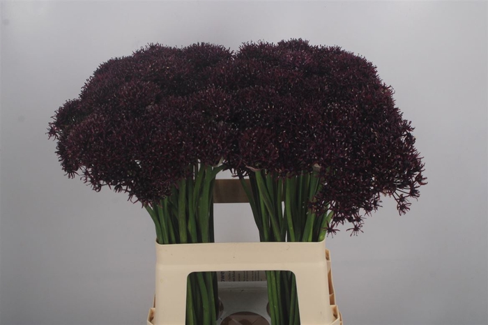 <h4>Allium Atropurpureum Black X20</h4>