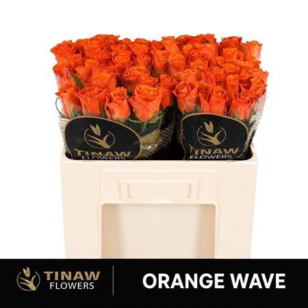 <h4>R Gr Orange Wave</h4>