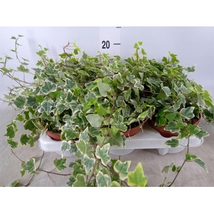 Hedera helix 'White Wonder'