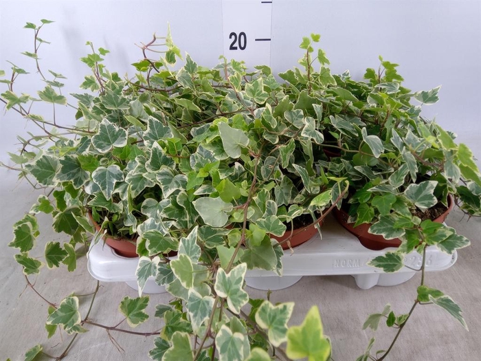 <h4>Hedera helix 'White Wonder'</h4>