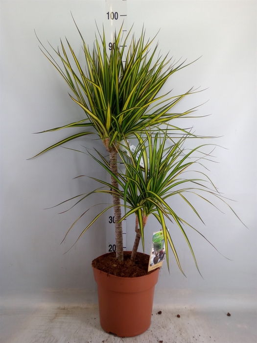 <h4>Dracaena marg. 'Sunray'</h4>