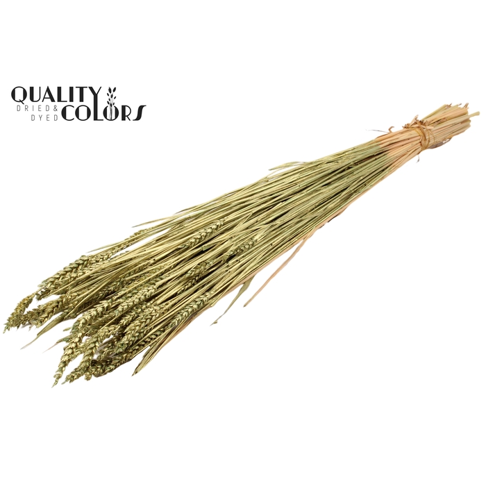 <h4>Triticum (sunbleached) per bunch Antique Green</h4>