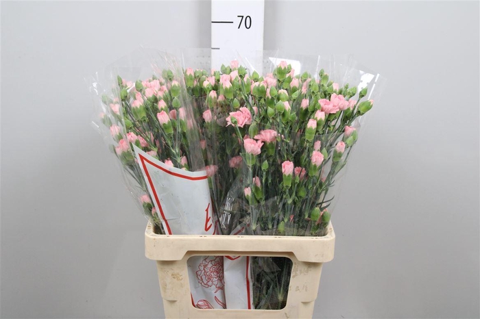 <h4>Di Tr Doobadoo</h4>