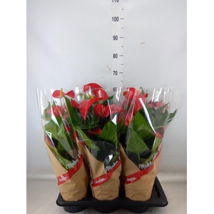 Anthurium andr. 'Red Bull'