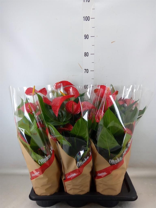 <h4>Anthurium andr. 'Red Bull'</h4>