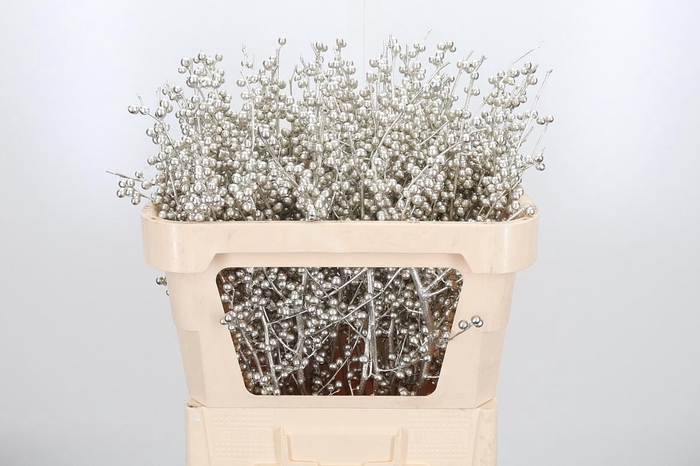 <h4>Ilex Kl Bh Platina</h4>