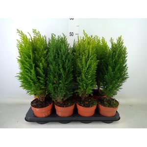 Conifers   ...mix