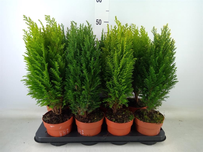 <h4>Conifers   ...mix</h4>