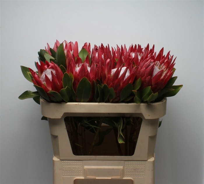 <h4>PROTEA CY MADIBA</h4>