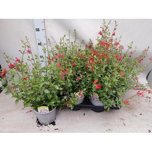 SALVIA MICROPHYLLA
