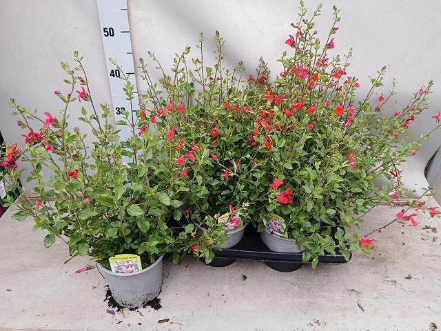 <h4>SALVIA MICROPHYLLA</h4>