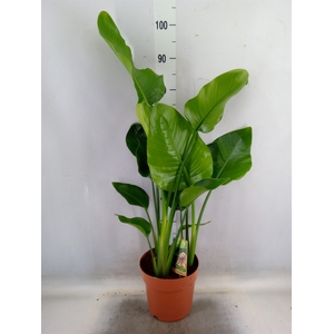 Strelitzia nicolai