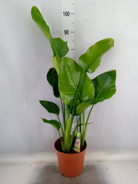 <h4>Strelitzia nicolai</h4>