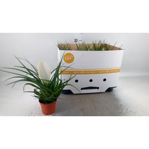 Tillandsia cyanea 'Biancini'