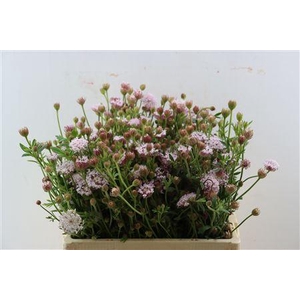 DIDISCUS ROZE