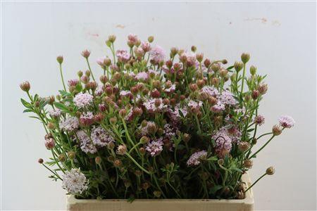 <h4>DIDISCUS ROZE</h4>