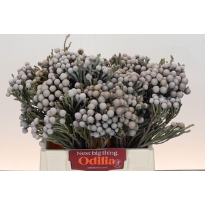 Kaaps Groen Silver Brunia