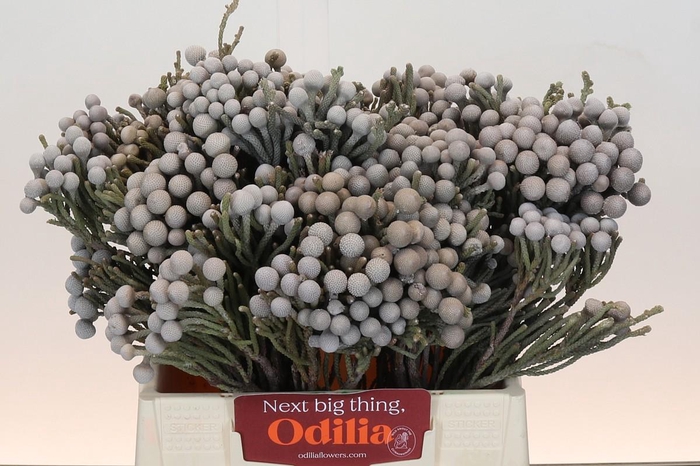 <h4>Kaaps Groen Silver Brunia</h4>