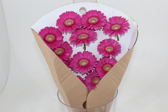 <h4>GERBERA SHANICE > 050 CM > 10 CM DIAM</h4>