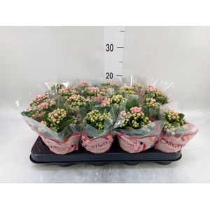 Kalanchoe blos. 'Calandiva Weaver'