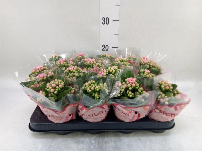 <h4>Kalanchoe blos. 'Calandiva Weaver'</h4>
