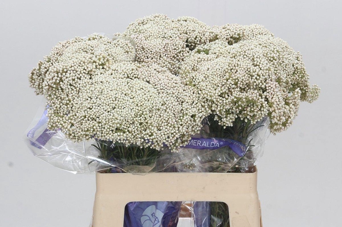 <h4>OZOTH COOKS SNOW WHI</h4>