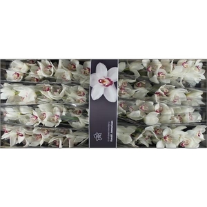 Cymb Tak Mazurka x 8