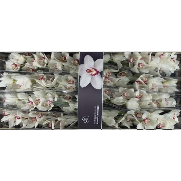 <h4>Cymb Tak Mazurka x 8</h4>