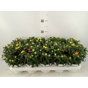 Solanum pseudocapsicum