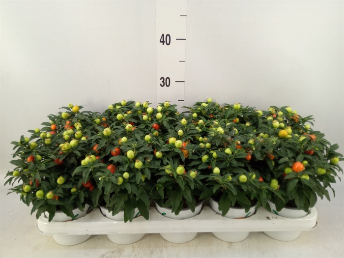<h4>Solanum pseudocapsicum</h4>