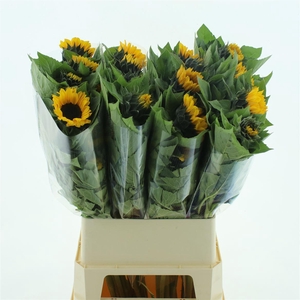 Helian An Vin Choice