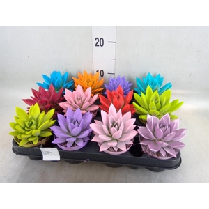 Echeveria  'Miranda'