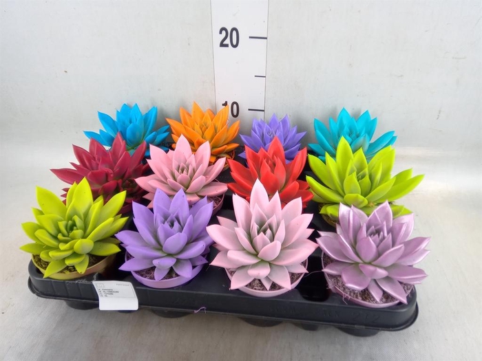 <h4>Echeveria  'Miranda'</h4>