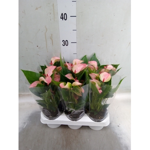 Anthurium  'Matata'