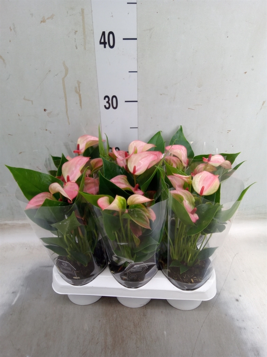 <h4>Anthurium  'Matata'</h4>