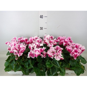 Cyclamen MD 'Premium Abanico'