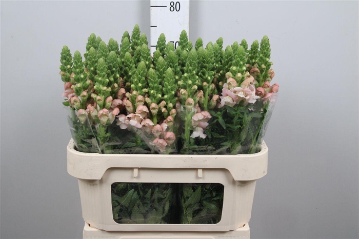 <h4>Antir Avignon Pink</h4>