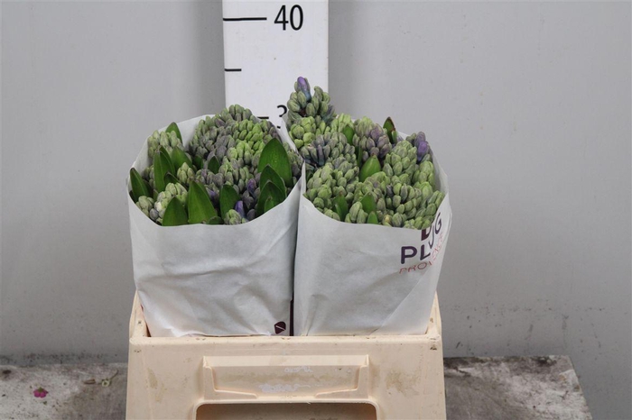 <h4>Hyac Delft Blue</h4>