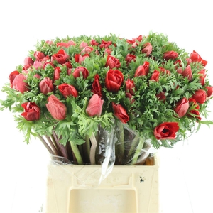 Anem Mistral Sr Red Super