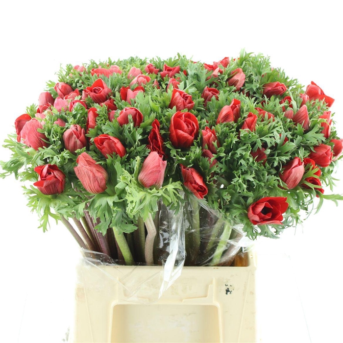 <h4>Anem Mistral Sr Red Super</h4>