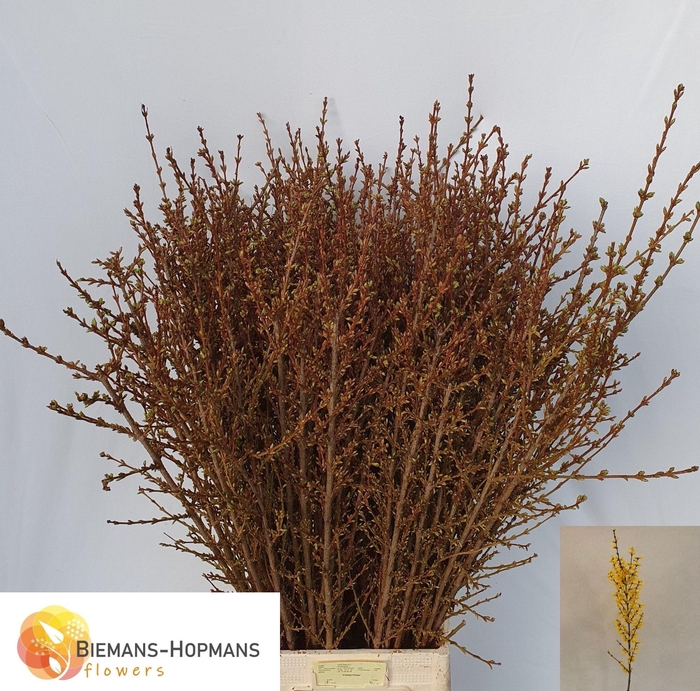 <h4>FORSY I SPECTABILIS</h4>