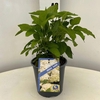 Hydrangea arborescens Annabelle