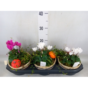 Arr.   Tuinplanten L%