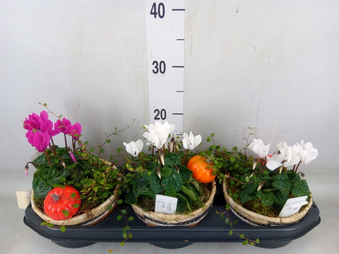 <h4>Arr.   Tuinplanten L%</h4>