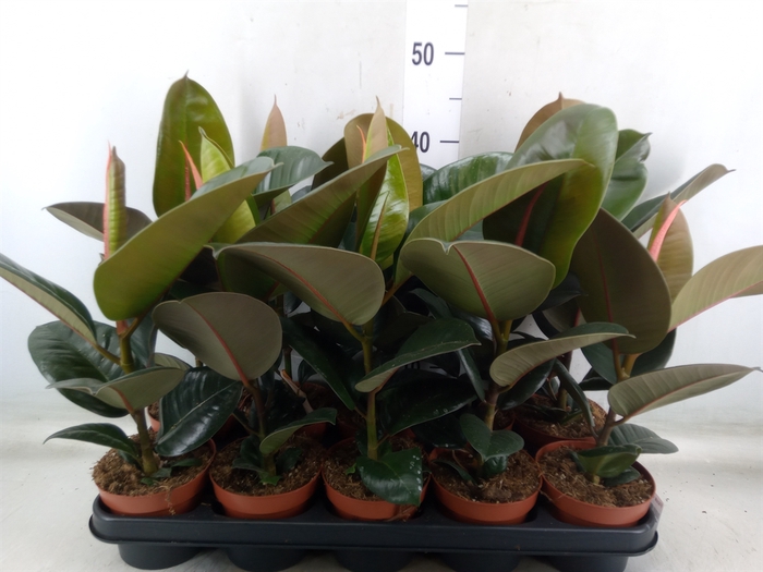<h4>Ficus elastica 'Robusta'</h4>