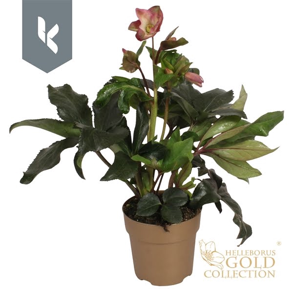 <h4>HGC Helleborus Ice N Roses Pink in goud</h4>