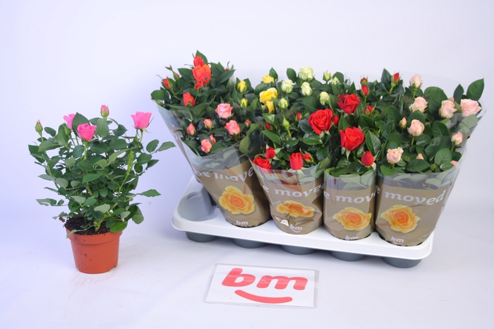 <h4>RO B MONDE GEM 6 SRT</h4>