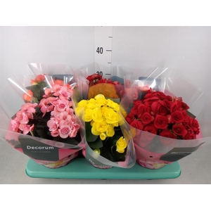 Begonia elat. DU   ...mix