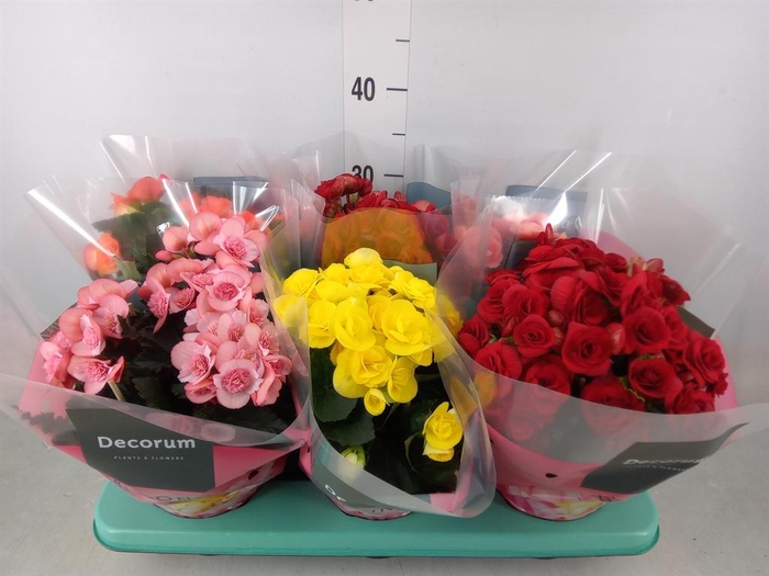 <h4>Begonia elat. DU   ...mix</h4>