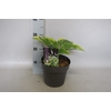 vaste planten 19 cm  Hosta Wide Brim